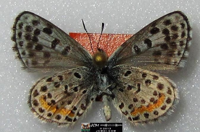 Philotes battoides bernardino (Bernardino Blue butterfly) image
